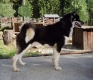 angmagssaliks sarek komp_93x80